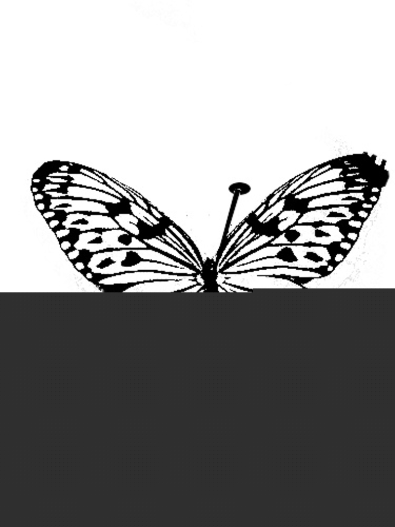  djeleas toile-libre papillon 